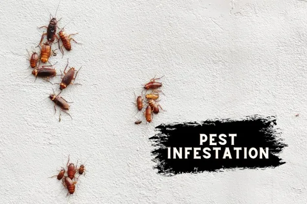 Pest infestation